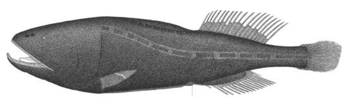 Ditropichthys storeri_01.jpg